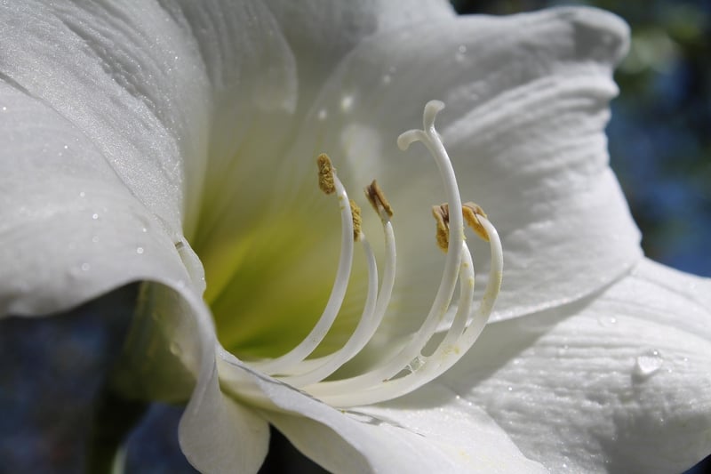 Belladonna