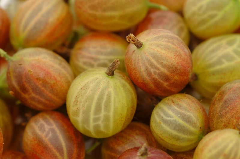 Stardust Berries