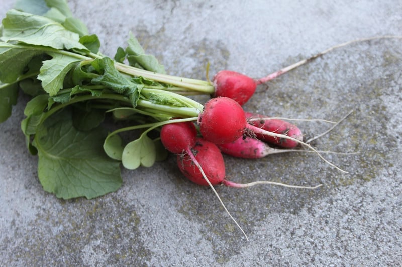 Rapunzel's Radishes